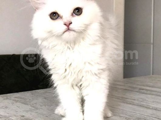 Safkan Pamuk Prenses görsel
