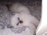 Mavi̇şi̇m British Karbeyazi Blue Poi̇nti̇m
