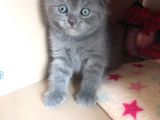 Scottish Fold Yavru 2.5 Aylık
