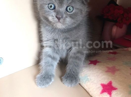 Scottish Fold Yavru 2.5 Aylık