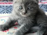 Scottish Fold Yavru 2.5 Aylık