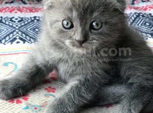Scottish Fold Yavru 2.5 Aylık görsel