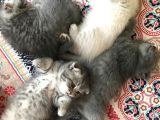 Scottish Fold Yavru 2.5 Aylık