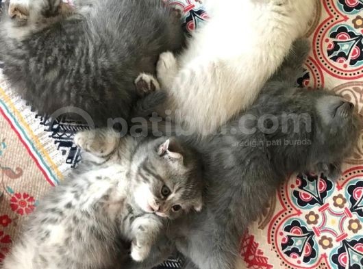 Scottish Fold Yavru 2.5 Aylık görsel