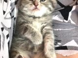 Scottish Fold Yavru 2.5 Aylık