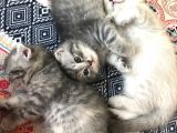 Scottish Fold Yavru 2.5 Aylık