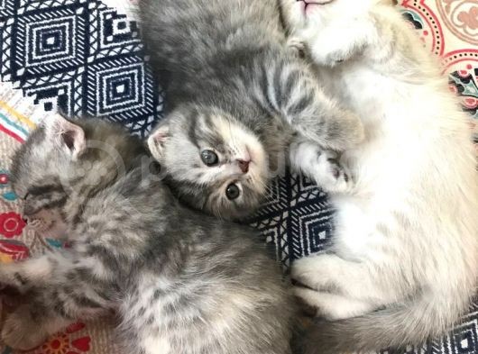 Scottish Fold Yavru 2.5 Aylık görsel