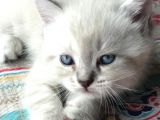 Scottish Fold Yavru 2.5 Aylık
