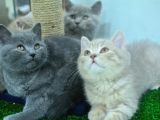 A+ Kali̇te Cream Tabby Bri̇ti̇sh Shorthai̇r