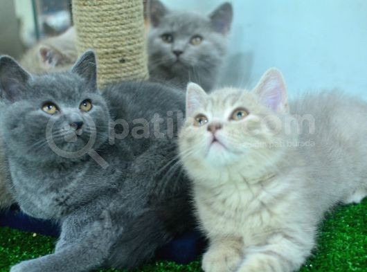 A+ Kali̇te Cream Tabby Bri̇ti̇sh Shorthai̇r görsel