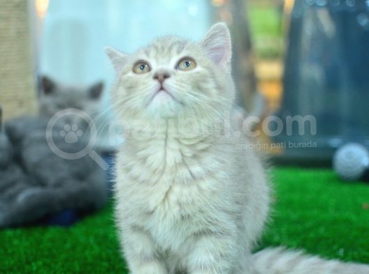 A+ Kali̇te Cream Tabby Bri̇ti̇sh Shorthai̇r görsel