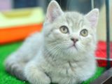 A+ Kali̇te Cream Tabby Bri̇ti̇sh Shorthai̇r