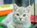 A+ Kali̇te Cream Tabby Bri̇ti̇sh Shorthai̇r