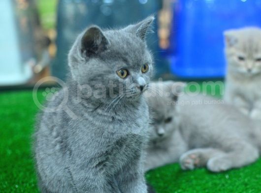 Minik Yavrularımız Için Yeni Yuva Arıyoruz görsel
