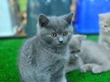 Sağlik Ve Irk Garanti̇li̇ Bri̇ti̇sh Shorthai̇r Yavrular