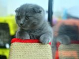 Minik Yavrularımız Için Yeni Yuva Arıyoruz