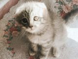 Scottish Fold Yavru 2.5 Aylık