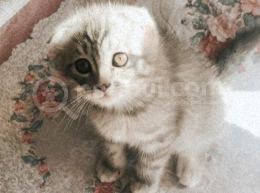 Scottish Fold Yavru 2.5 Aylık görsel