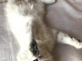 Scottish Fold Yavru 2.5 Aylık