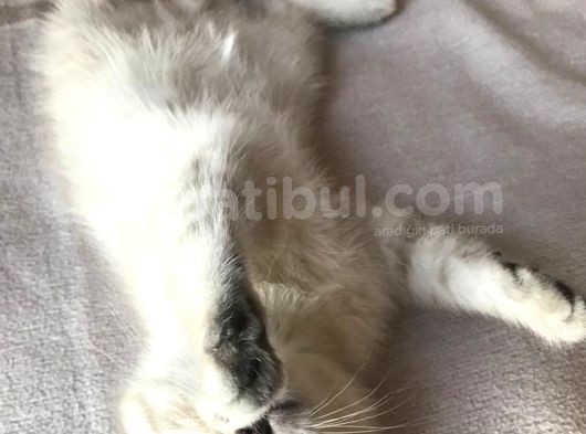 Scottish Fold Yavru 2.5 Aylık görsel