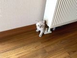 Scottish Fold Yavru 2.5 Aylık
