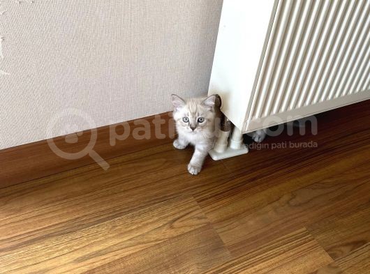 Scottish Fold Yavru 2.5 Aylık görsel