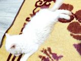 Beyaz Bri̇ti̇sh Longhai̇r Di̇şi̇