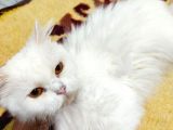 Beyaz Bri̇ti̇sh Longhai̇r Di̇şi̇