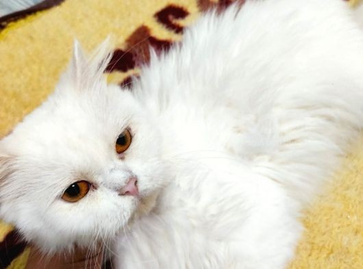 Beyaz Bri̇ti̇sh Longhai̇r Di̇şi̇ görsel