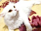 Beyaz Bri̇ti̇sh Longhai̇r Di̇şi̇