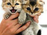 Scotti̇sh Fold Black Golden Ny25 Güzelli̇k Abi̇desi̇