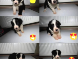 Secereli Border Collie Yavruları