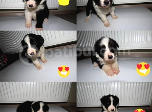 Secereli Border Collie Yavruları görsel