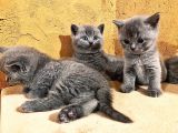 British Shorthair Yavruları
