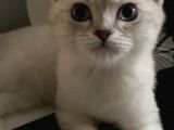 British Yavru Kedi 5 Aylık, Aşıları TAM