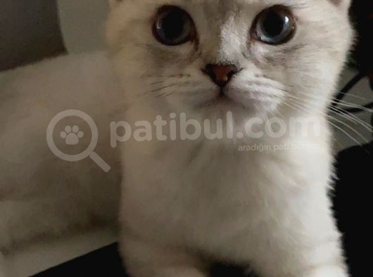 British Yavru Kedi 5 Aylık, Aşıları Tam