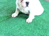 Fransız Bulldog Yavru İlanı Izmir