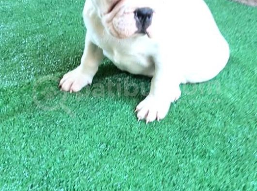 Fransız Bulldog Yavru İlanı Izmir görsel
