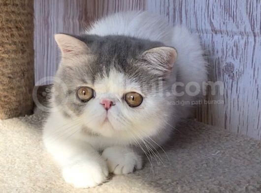 Egzotik Shorthair