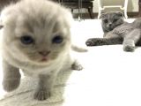 British Shorthair Scottishfold Yavrular