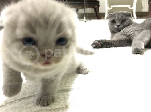 British Shorthair Scottishfold Yavrular görsel