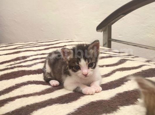1Buçuk Aylık Yavru Kediler görsel