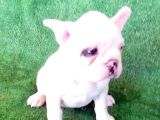 Fransız Bulldog Yavru İlanı Izmir