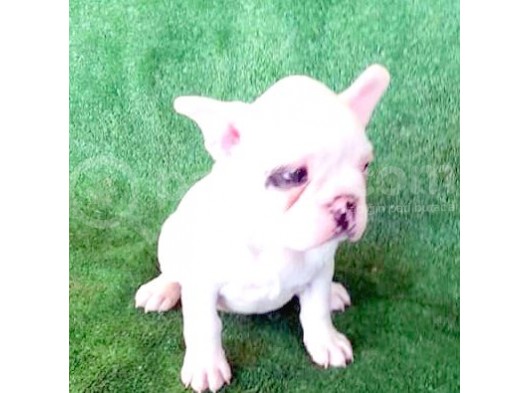 Fransız Bulldog Yavru İlanı Izmir görsel