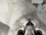 British Yavru Kedi 5 Aylık, Aşıları Tam