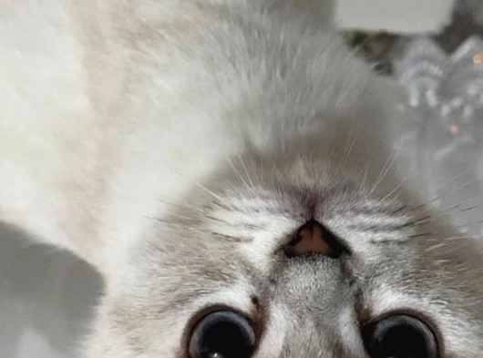 British Yavru Kedi 5 Aylık, Aşıları Tam görsel