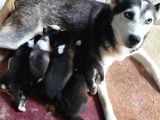 Sibirya Kurdu Yavrular (Bursa Köpek Okulu)