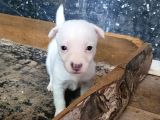Jack Russell Yavru