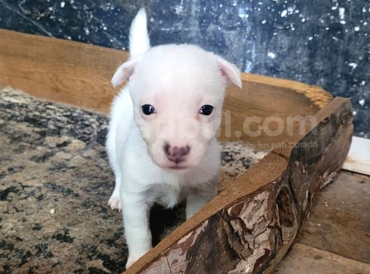 Jack Russell Yavru görsel