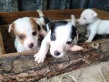 Jack Russell Yavru